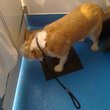 Wet Pets Dog Grooming Van Conversions